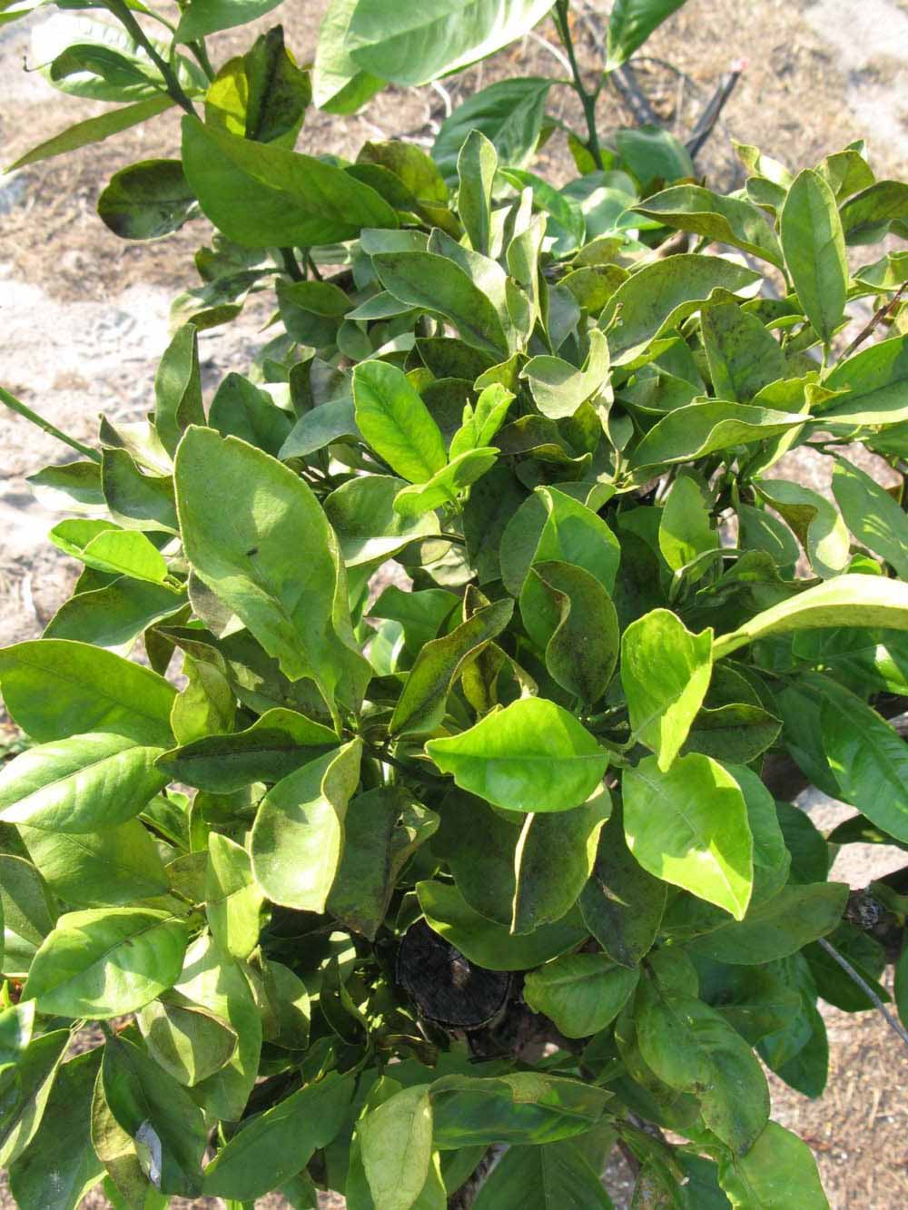            Sun leaves (Succari, Winter Haven, FL)   